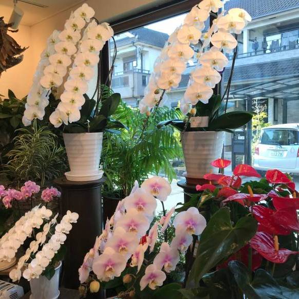 「フローリスト　ふなお」　（奈良県桜井市）の花屋店舗写真4